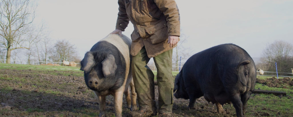 Waterloo Cottage Farm Naturally Reared Pigs For Great Tasting Meat