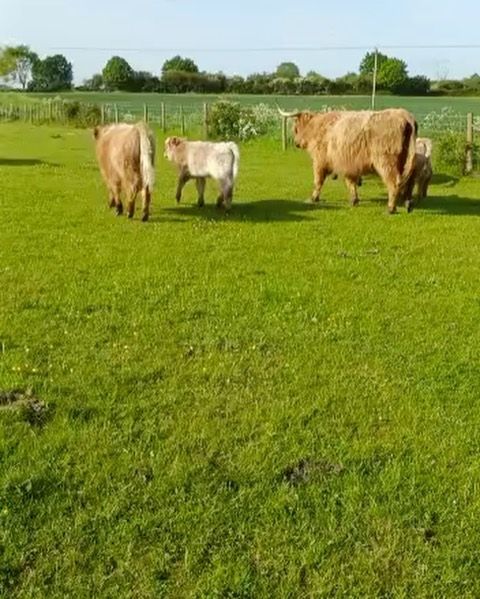 Second TB testing day today. Chris @simplycider is there helping Angus round them all up again. Plenty of walking every day for these two. Fingers and toes crossed for a clean herd. @angus_farmer spent last night making a new floor for the crush. Joe, the bull, walked on it on Friday and smashed it. Being a farmer means being a Jack of all trades.  #buildyourown #diy #regenerativeagriculture #sunshine #healthy #happyanimals #grassfed #farminglife